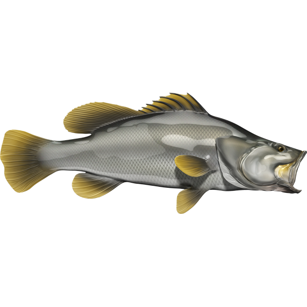 Barramundi riba naljepnice, samoljepljive, 6 različitih dizajna - AUR049