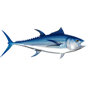 Bluefin Tuna riba naljepnice, samoljepljive, 6 različitih dizajna - AUR051
