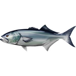 Bluefish riba naljepnice, samoljepljive, 6 različitih dizajna - AUR052