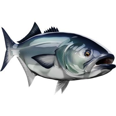 Bluefish riba naljepnice, samoljepljive, 6 različitih dizajna - AUR052