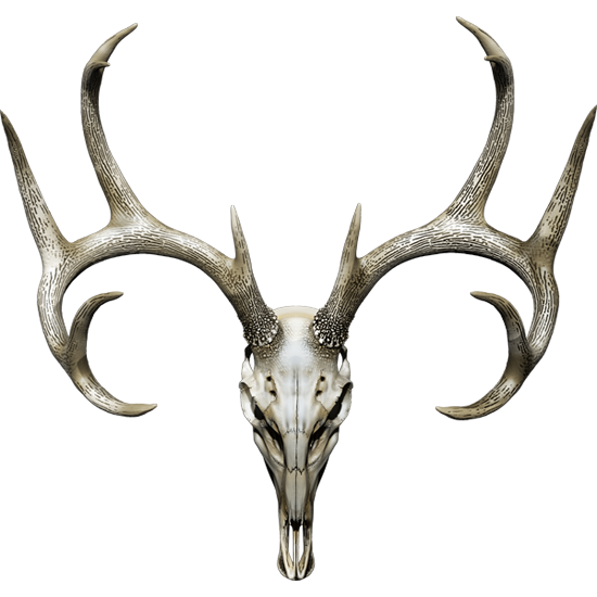 Naljepnica Jelen - Buck Skull. AUR169