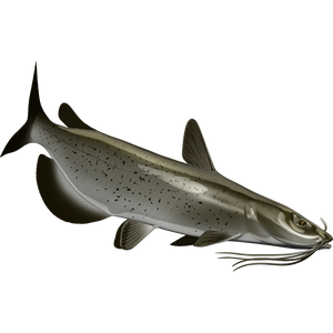 Catfish riba naljepnice, samoljepljive, 6 različitih dizajna - AUR058