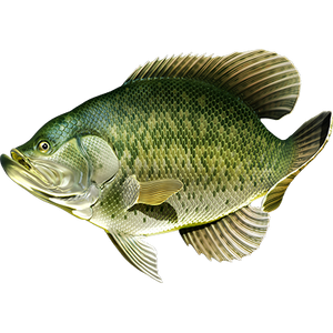 Crappie riba naljepnice, samoljepljive, 6 različitih dizajna - AUR060