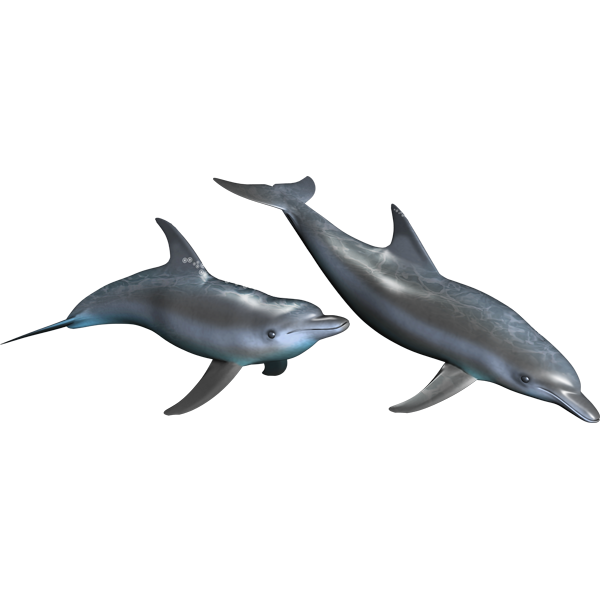 Dolphins riba naljepnice, samoljepljive, 6 različitih dizajna - AUR063