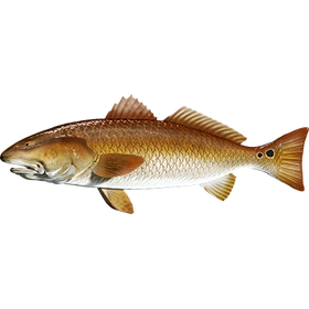 Redfish naljepnice, samoljepljive - AUR089