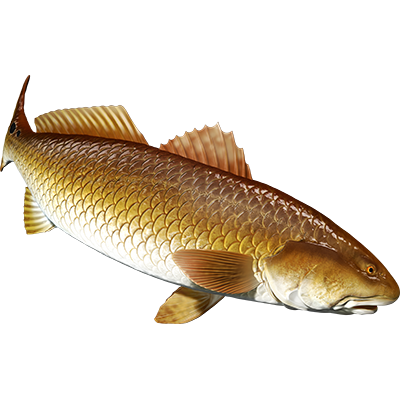 Redfish naljepnice, samoljepljive - AUR089