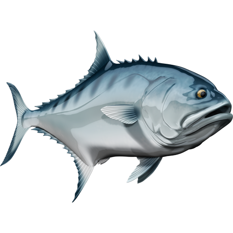Talang Queenfish naljepnice, samoljepljive - AUR108