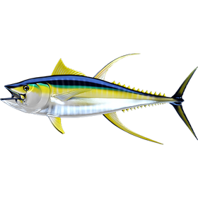Yellowfin Tuna 2 naljepnice, samoljepljive - AUR119