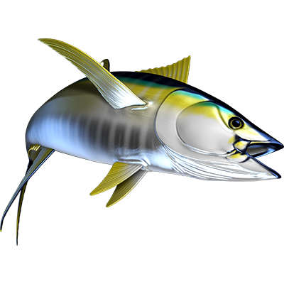 Yellowfin Tuna 2 naljepnice, samoljepljive - AUR119