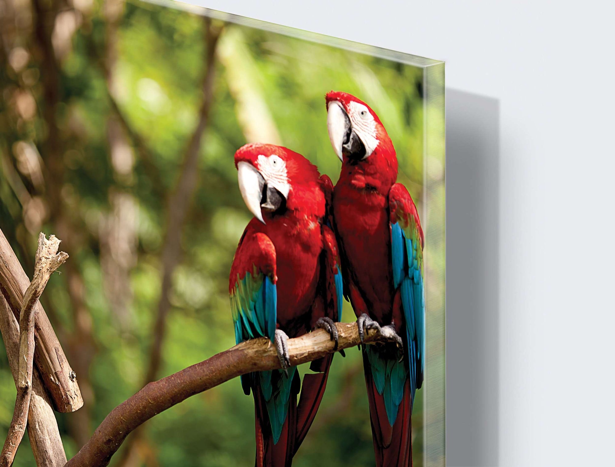 Art zidne slike parrots - AP082