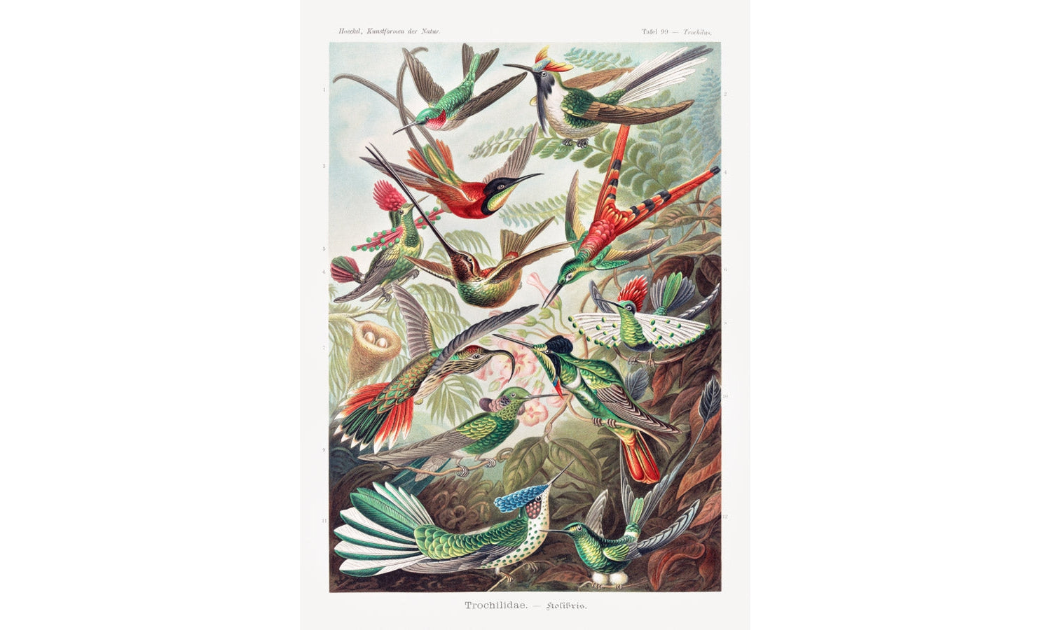 Trochilidae–Kolibris from Kunstformen der Natur (1904) by Ernst Haeckel, poster PS289