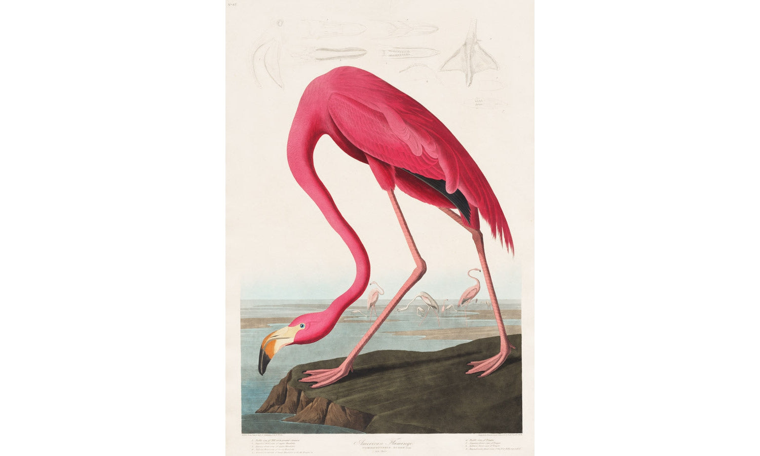 Pink Flamingo from Birds of America (1827) by John James Audubon (1785 - 1851 ), poster PS287