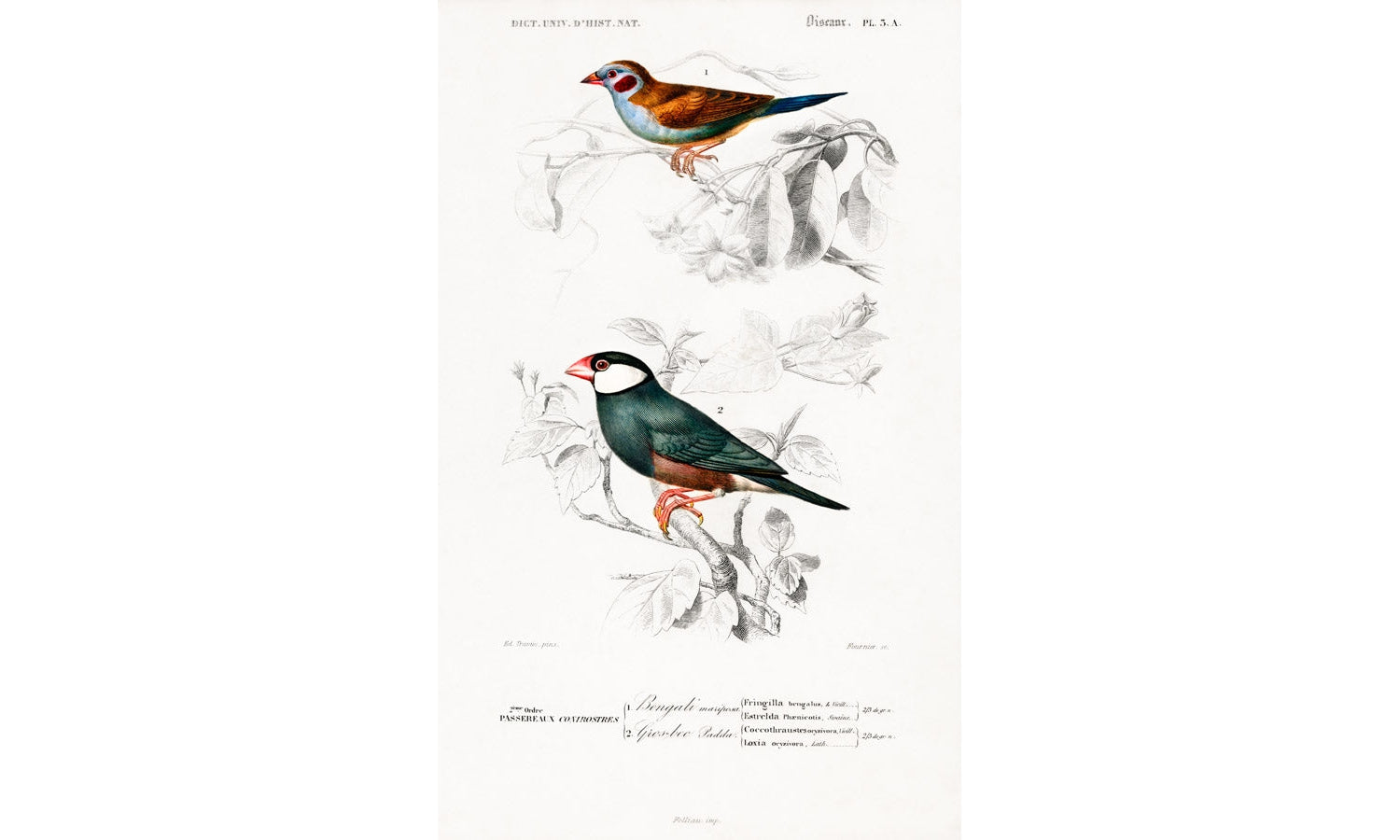 Red-cheeked Cordonbleu (Uraeginthus Bengalus) and Java Sparrow, poster PS284