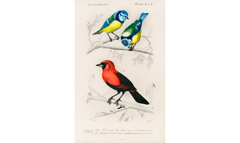 Different types of birds illustrated by Charles Dessalines D' Orbigny (1806-1876), poster PS254