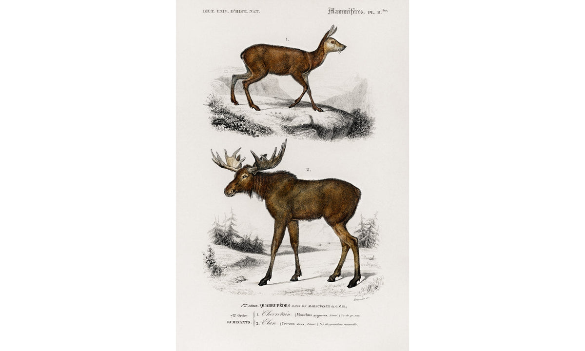 Alces alces and Moschus illustrated by Charles Dessalines D' Orbigny (1806-1876), poster PS256