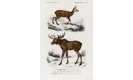 Alces alces and Moschus illustrated by Charles Dessalines D' Orbigny (1806-1876), poster PS256