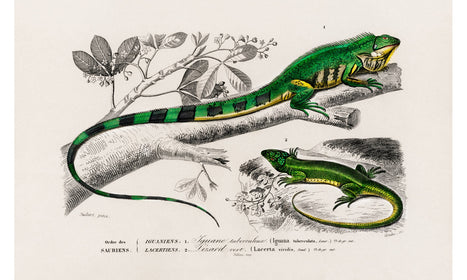 Green lizard (iguana) and Green lizard (Lacerta viridis) illustrated by Charles Dessalines D' Orbigny , poster PS274
