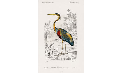 Purple heron (Ardea purpurea) illustrated by Charles Dessalines D' Orbigny, poster PS247