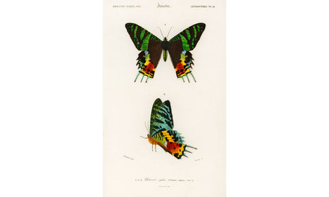 Madagascan Sunset Moth (Urania Riphaeus) illustrated by Charles Dessalines D' Orbigny, poster PS270