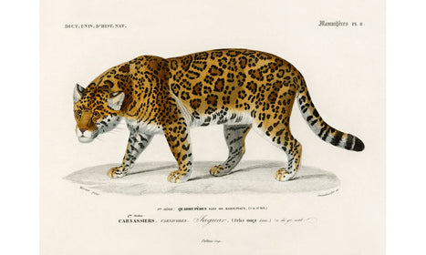 Jaguar (Panthera Onca) illustrated by Charles Dessalines D' Orbigny (1806-1876), poster PS238