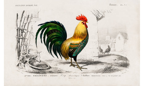 Cock illustrated by Charles Dessalines D' Orbigny (1806-1876), poster PS237