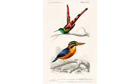 Different types of birds illustrated by Charles Dessalines D' Orbigny (1806-1876), poster PS258