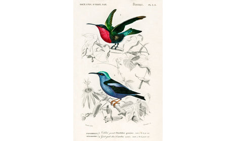 Different types of birds illustrated by Charles Dessalines D' Orbigny (1806-1876), poster PS262