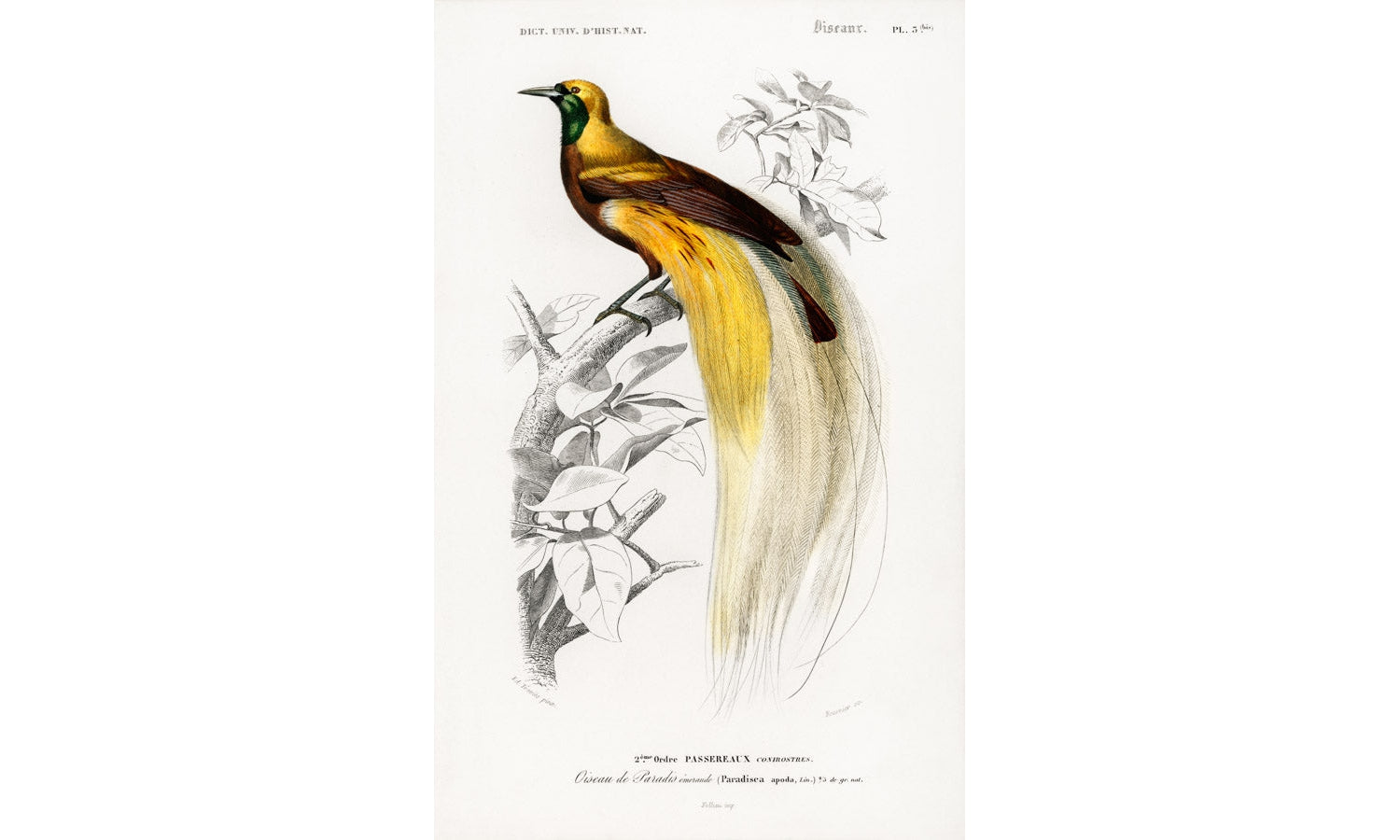 Paradisaea Apoda illustrated by Charles Dessalines D' Orbigny (1806-1876), poster PS251