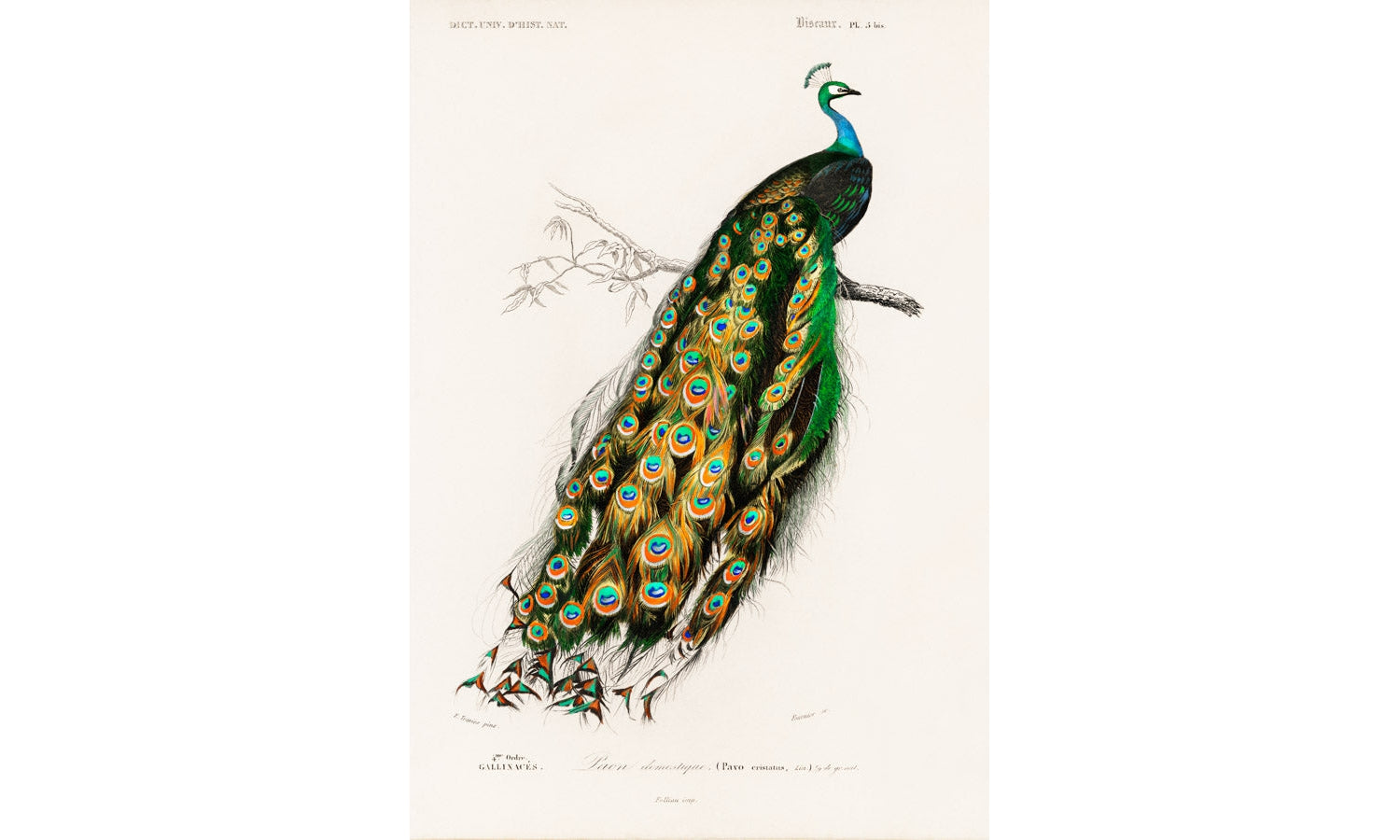 Indian peafowl (Pavo Cristatus), poster PS233