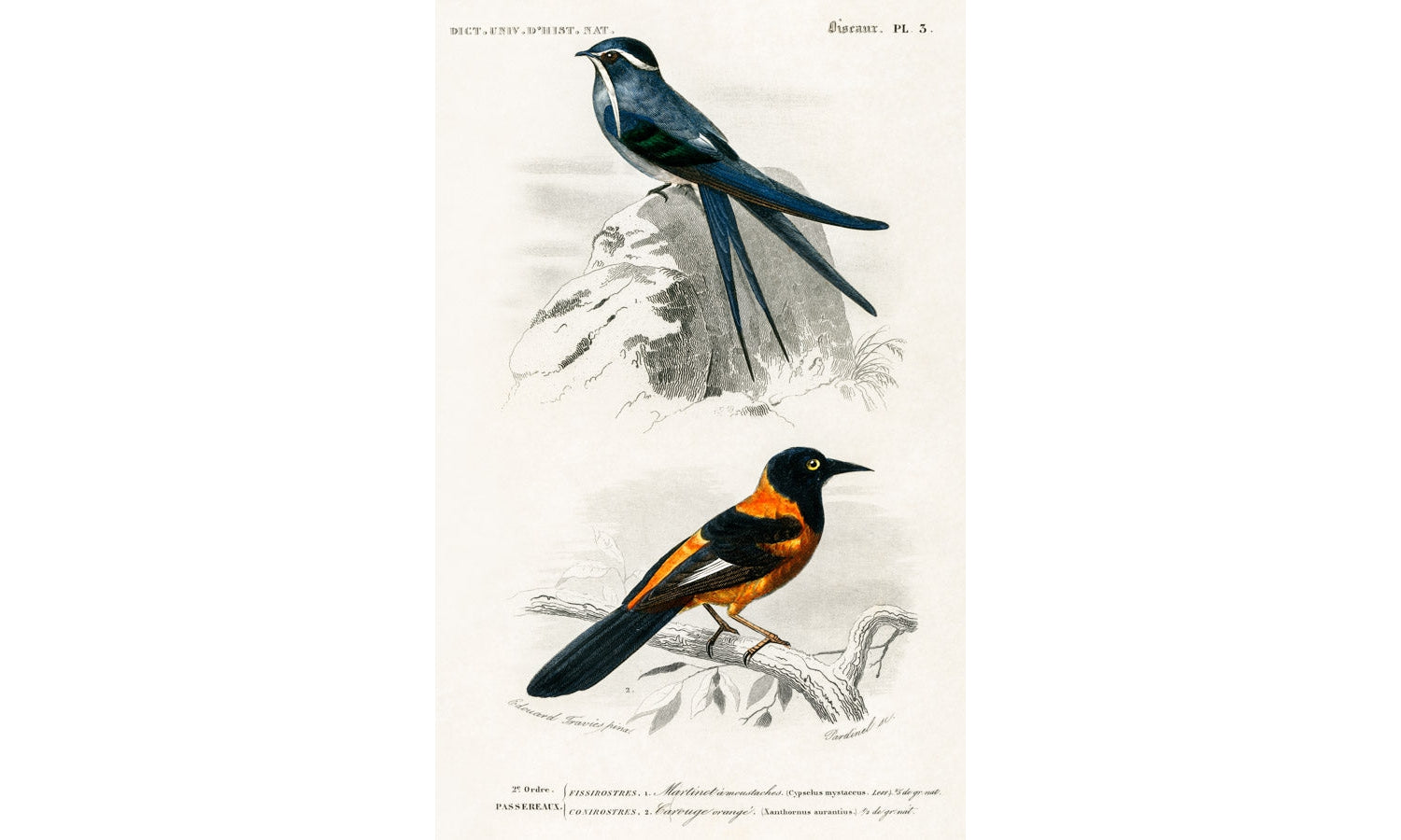 Different types of birds illustrated by Charles Dessalines D' Orbigny (1806-1876) , poster PS283