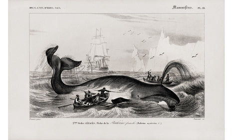 Balaena mysticetus, Bowhead whale, by Charles Dessalines D' Orbigny (1806-1876), poster PS276