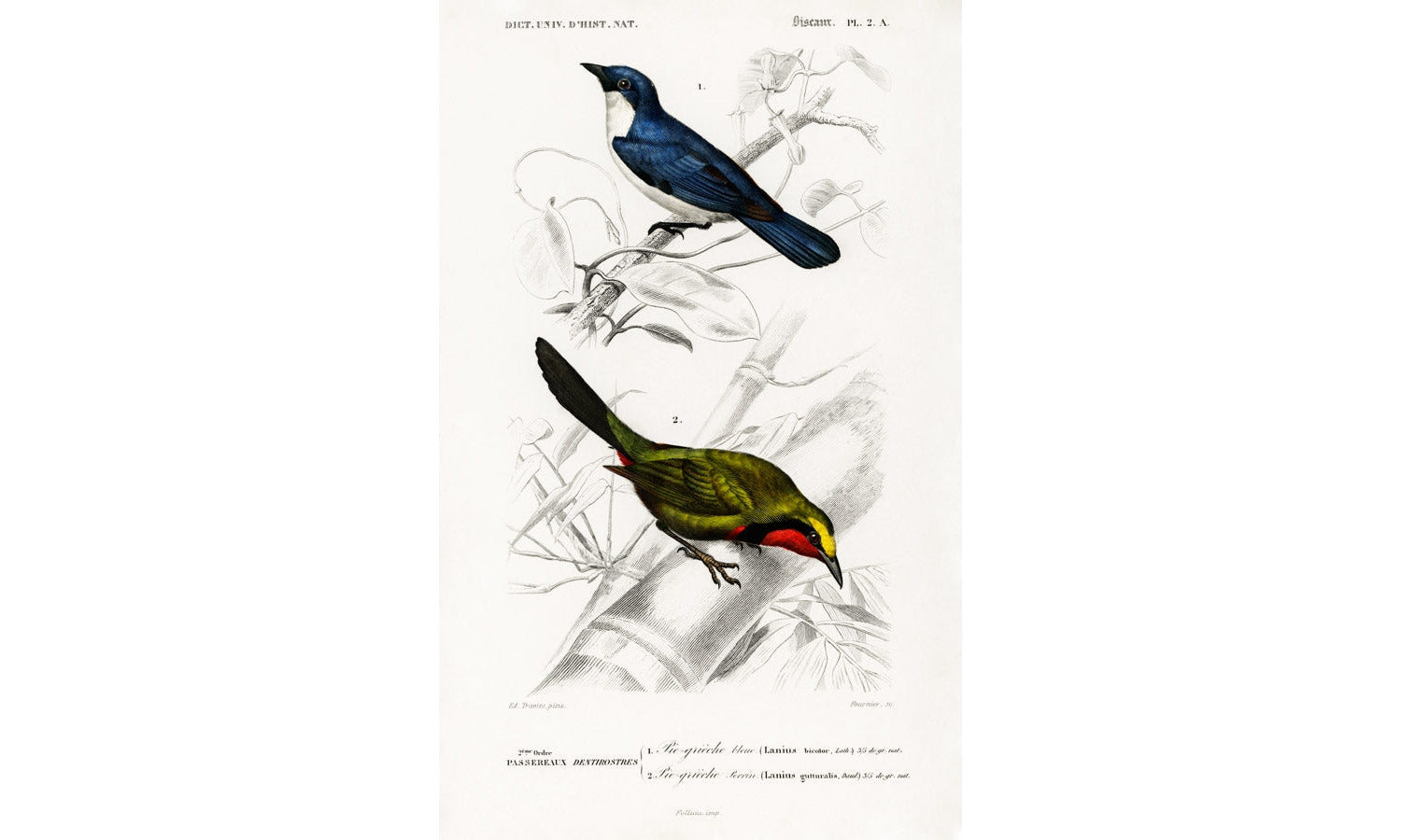 Different types of birds illustrated by Charles Dessalines D' Orbigny (1806-1876), poster PS267