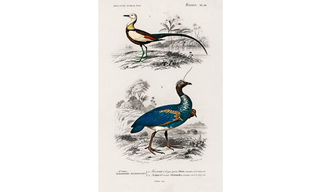 Different types of birds illustrated by Charles Dessalines D' Orbigny (1806-1876), poster PS268