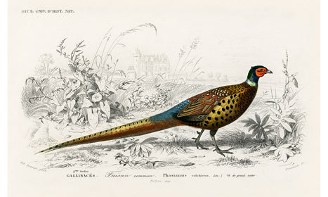 Ring-neckrd pheasant (Phasianus colchicus) illustrated by Charles Dessalines D' Orbigny, poster PS245
