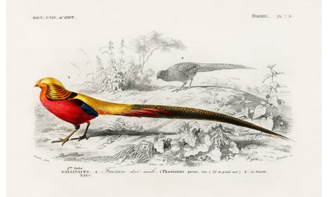 Male golden pheasant illustrated by Charles Dessalines D' Orbigny (1806-1876), poster PS266
