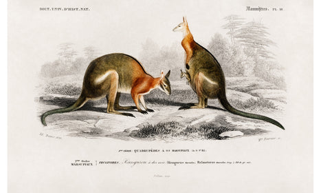 Macropus illustrated by Charles Dessalines D' Orbigny (1806-1876), poster PS281