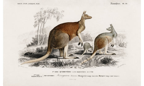 The red kangaroo (Macropus rufus) illustrated by Charles Dessalines D' Orbigny (1806-1876), poster PS272