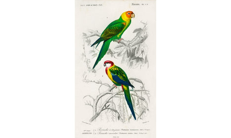 Different types of birds illustrated by Charles Dessalines D' Orbigny (1806-1876) , poster PS243