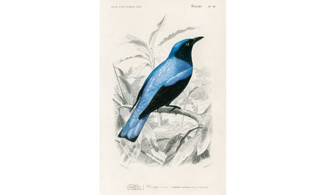 Square-tailed drongo (Edoius caerulescens) illustrated by Charles Dessalines D' Orbigny , poster PS253