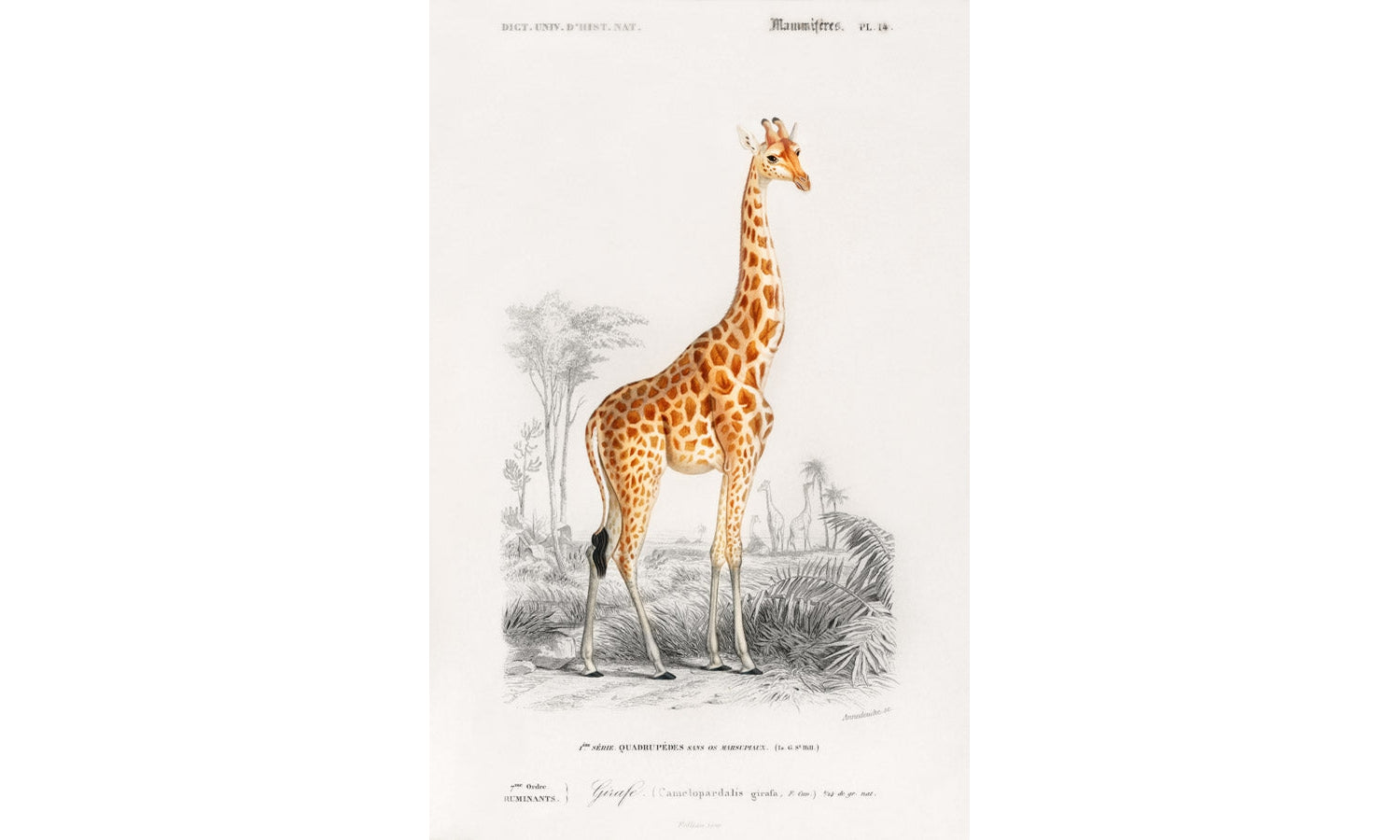 Giraffe (Giraffa camelopardalis) , poster PS232