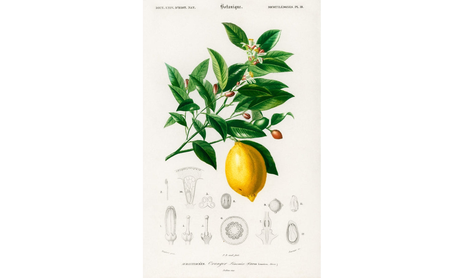 Lemon (Citrus Limonium) illustrated by Charles Dessalines D' Orbigny (1806-1876), poster PS236