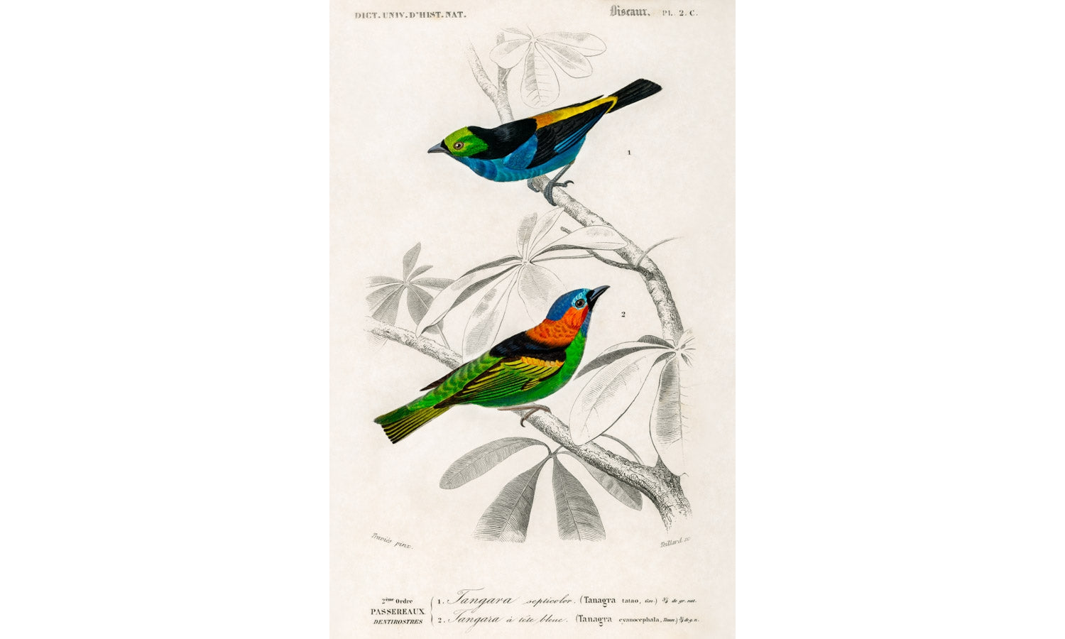 Different types of birds illustrated by Charles Dessalines D' Orbigny (1806-1876), poster PS277