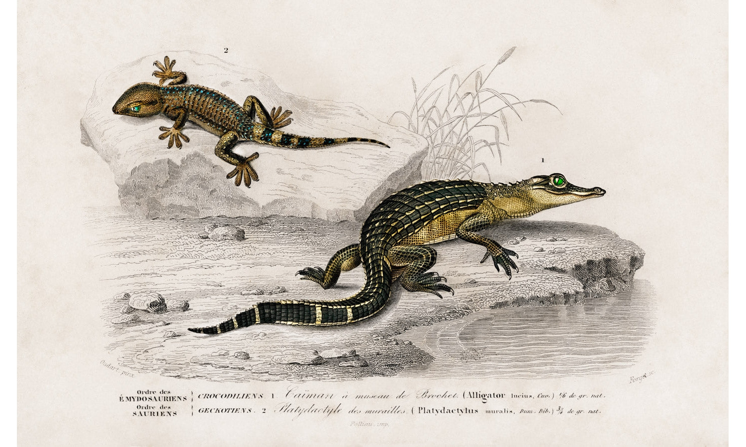 Alligator (Alligator incius) and Lilford'swall lizard (Podarcis lilfordi) illustrated by Charles Dessalines, poster PS275