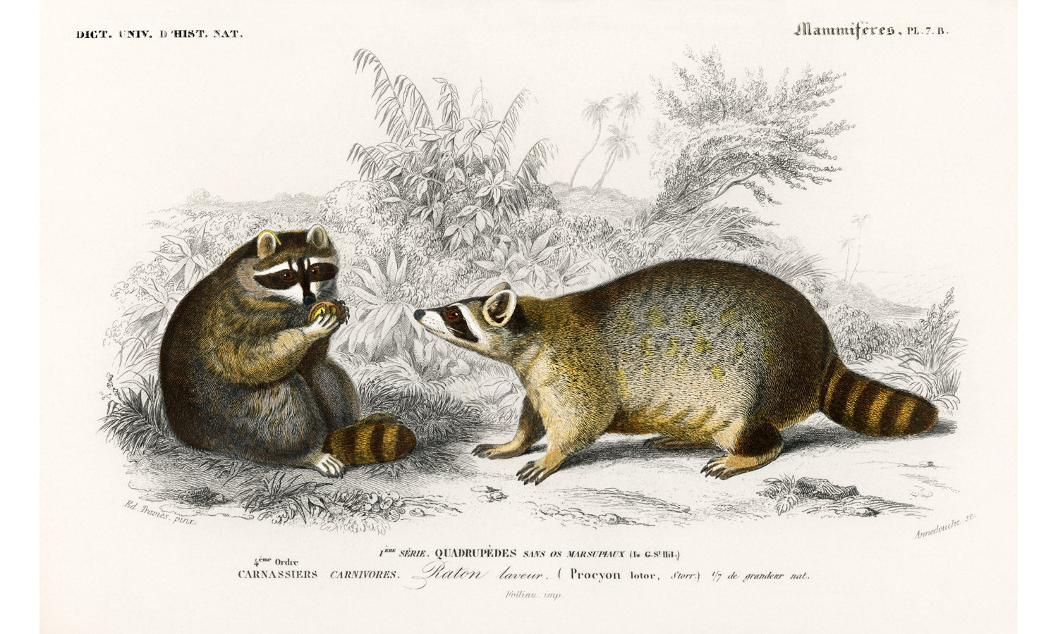 Raccoon (Procyon lotor) illustrated by Charles Dessalines D' Orbigny (1806-1876), poster PS260