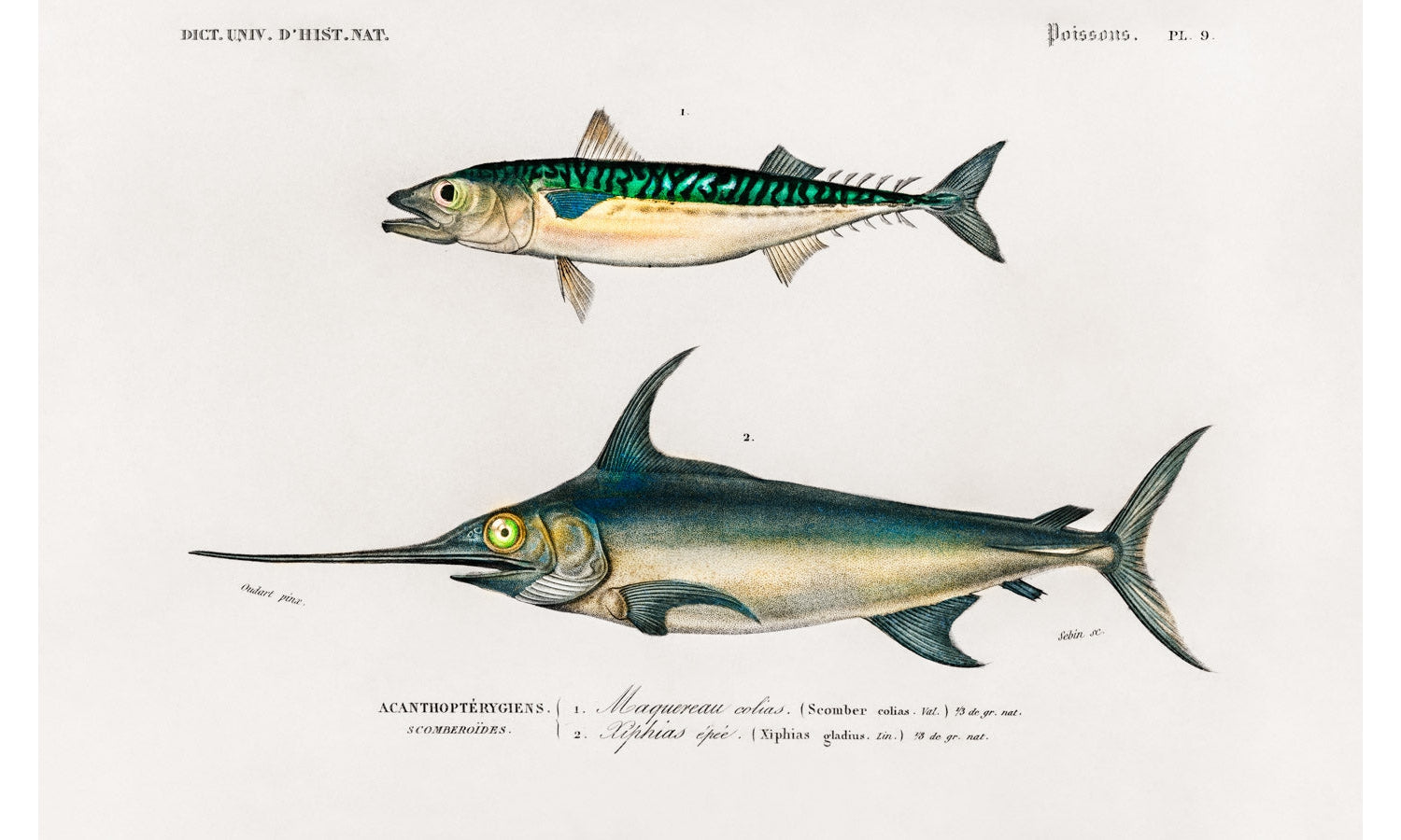 Different types of fishes illustrated by Charles Dessalines D' Orbigny, poster PS250