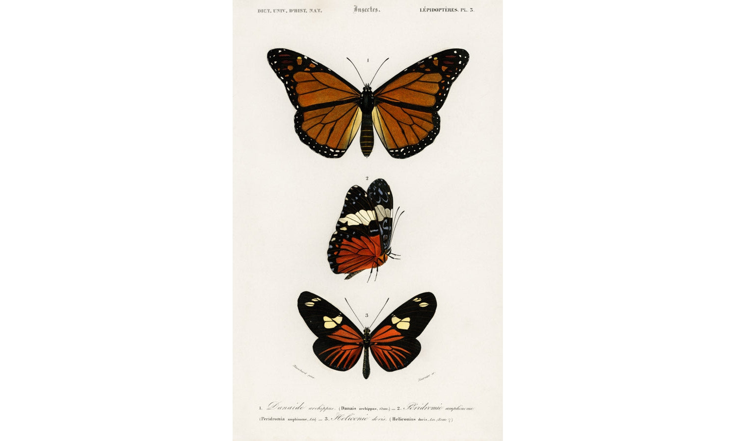 Different types of butterfly illustrated by Charles Dessalines D' Orbigny (1806-1876), poster PS271