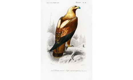 Eastern imperial eagle (Aquila heliaca) illustrated by Charles Dessalines D' Orbigny, poster PS265