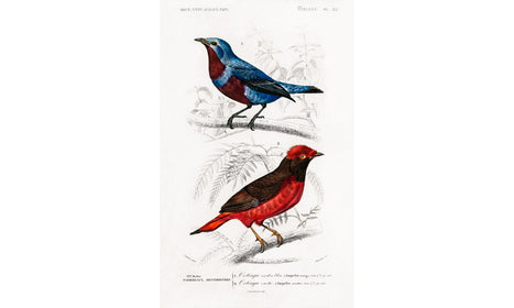 Different types of birds illustrated by Charles Dessalines D' Orbigny (1806-1876), poster PS257