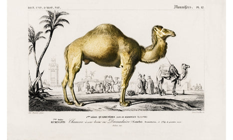 Camel (Camelus) illustrated by Charles Dessalines D' Orbigny (1806-1876), poster PS261