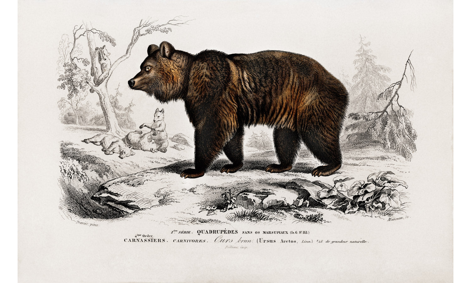 Brown Bear (Ursus Arctos) illustrated by Charles Dessalines D' Orbigny (1806-1876), poster PS248